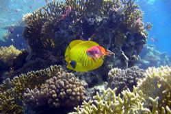 Reef - Nikon F90, Ikelite by Nicola Cadel 